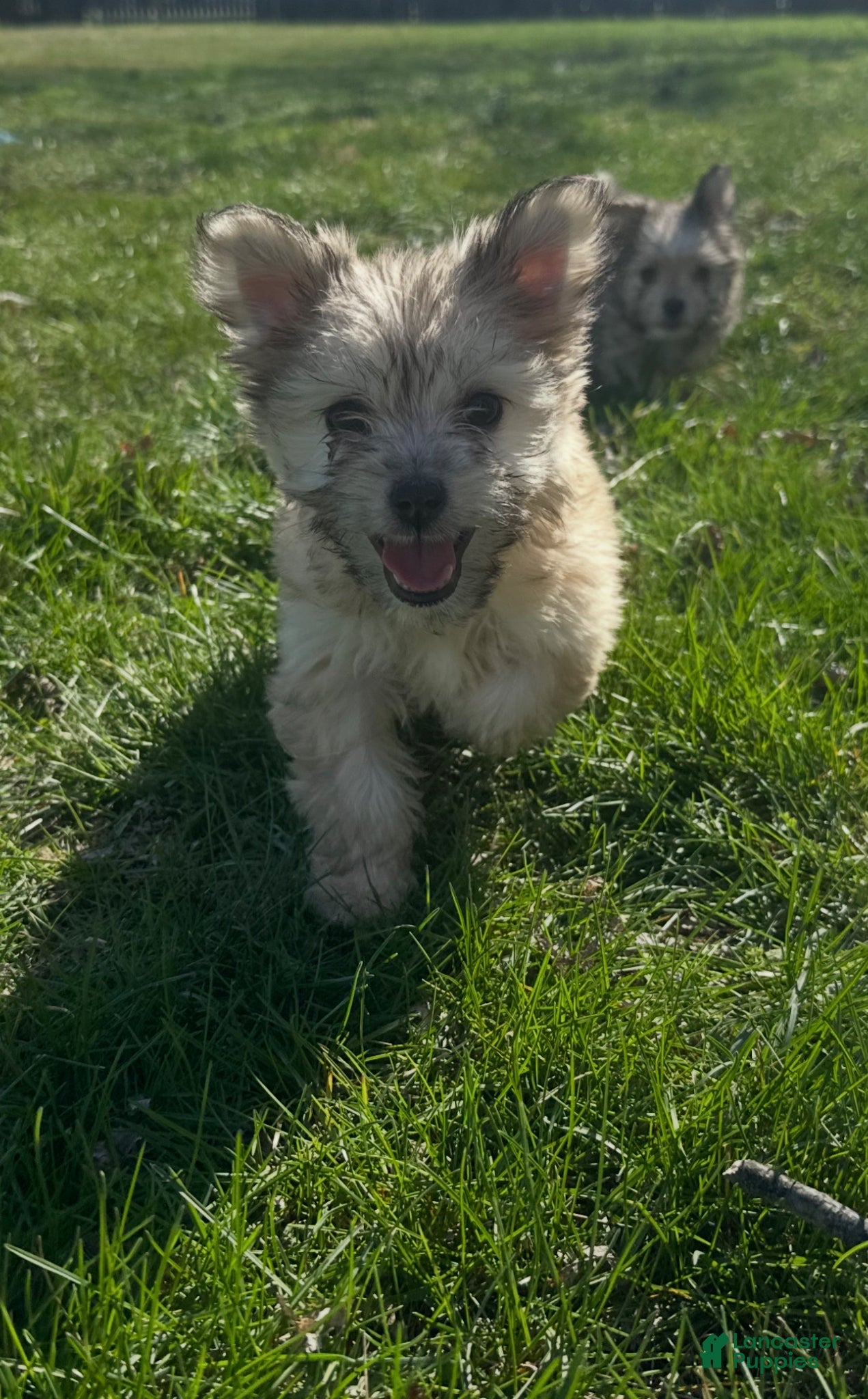 Mixed Breed dogs Mixed Breed Puppy 1 - Ad 28