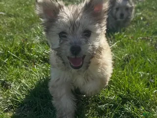 Mixed Breed dogs Mixed Breed Puppy 1 - Ad 29