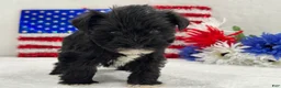 Miniature Schnauzer dogs for sale: Piper Female 1 - Ad 1