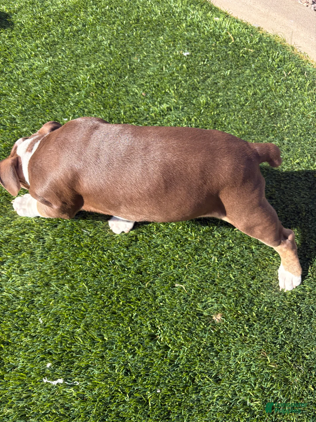 Olde English Bulldogge dogs for sale: Olde English Bulldogge Puppy 4 - Ad 6