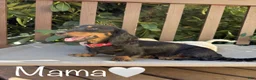 Dachshund dogs for sale: Cream boy  - Ad 2