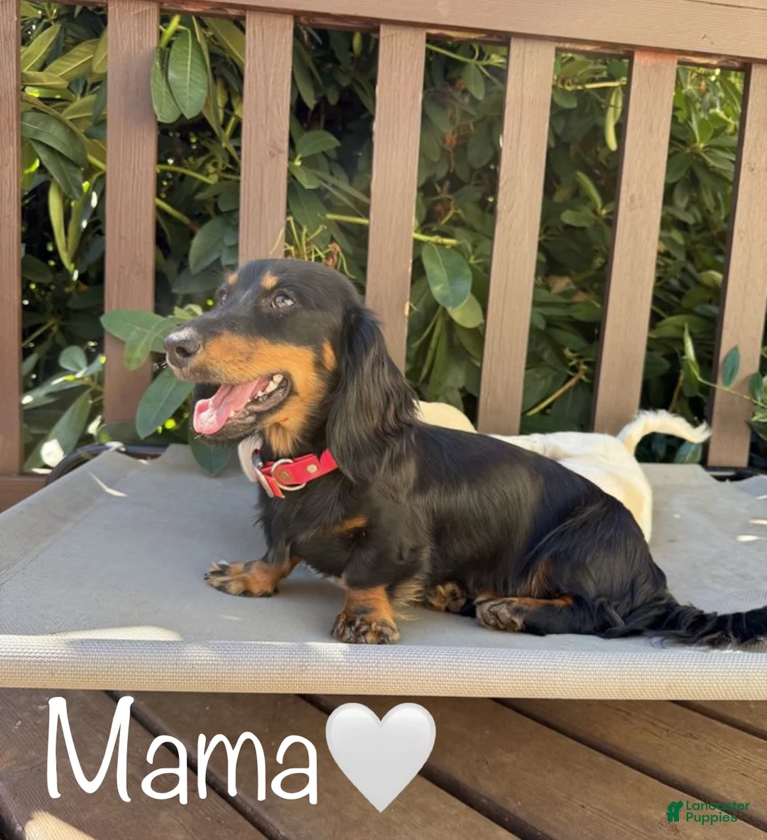 Dachshund dogs for sale: Cream boy  - Ad 2