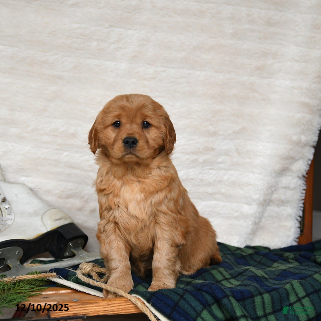 Miniature Golden Retriever dogs for sale: Noel - Ad 2