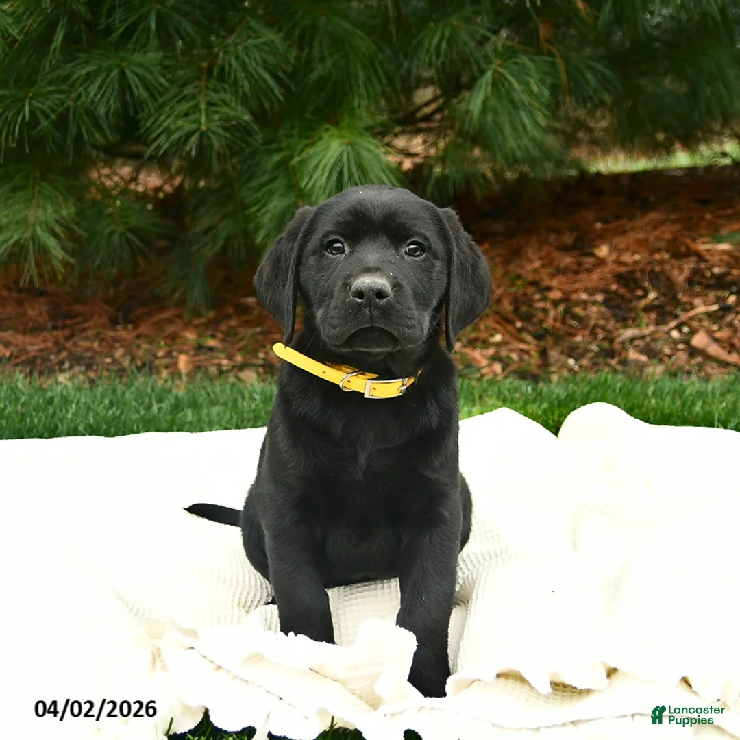 Labrador Retriever dogs for sale: Frodo  - Ad 2