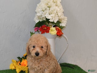 Bichpoo dogs - Ad 35