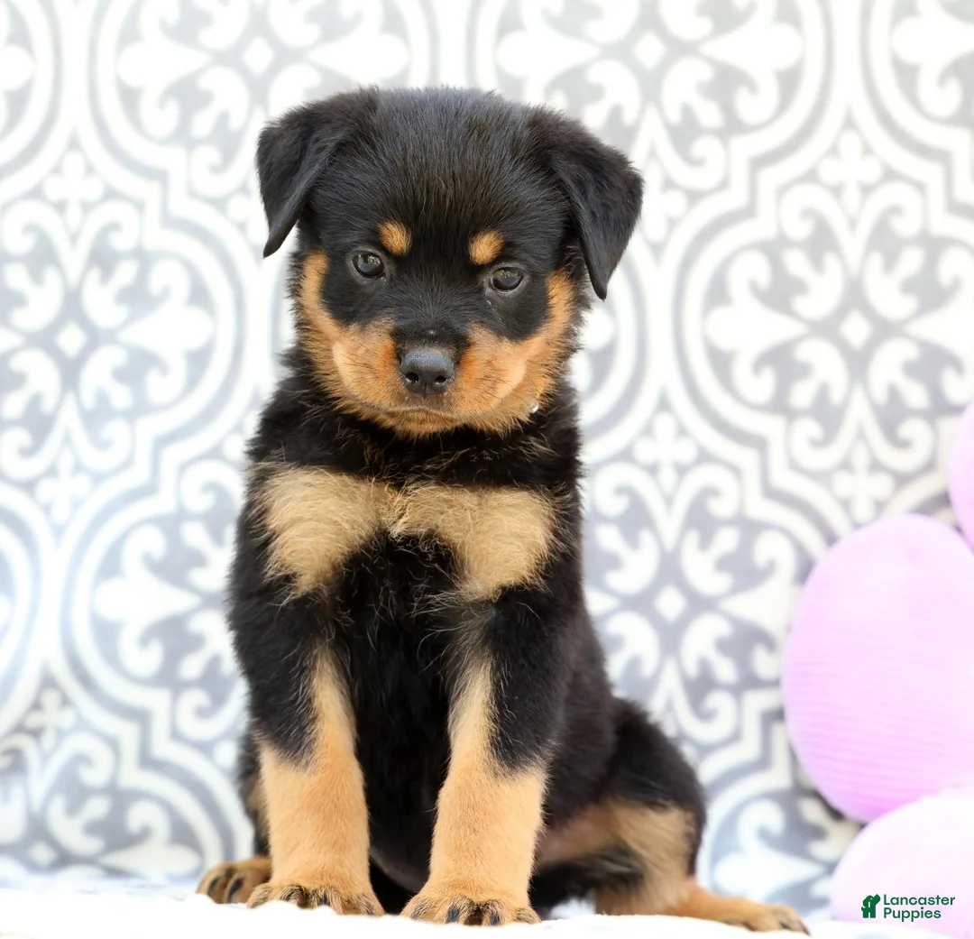 Rottweiler dogs for sale: Sugar - Ad 1