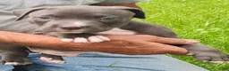 American Bully dogs for sale: American Bully 2  - Blue - Ad 1
