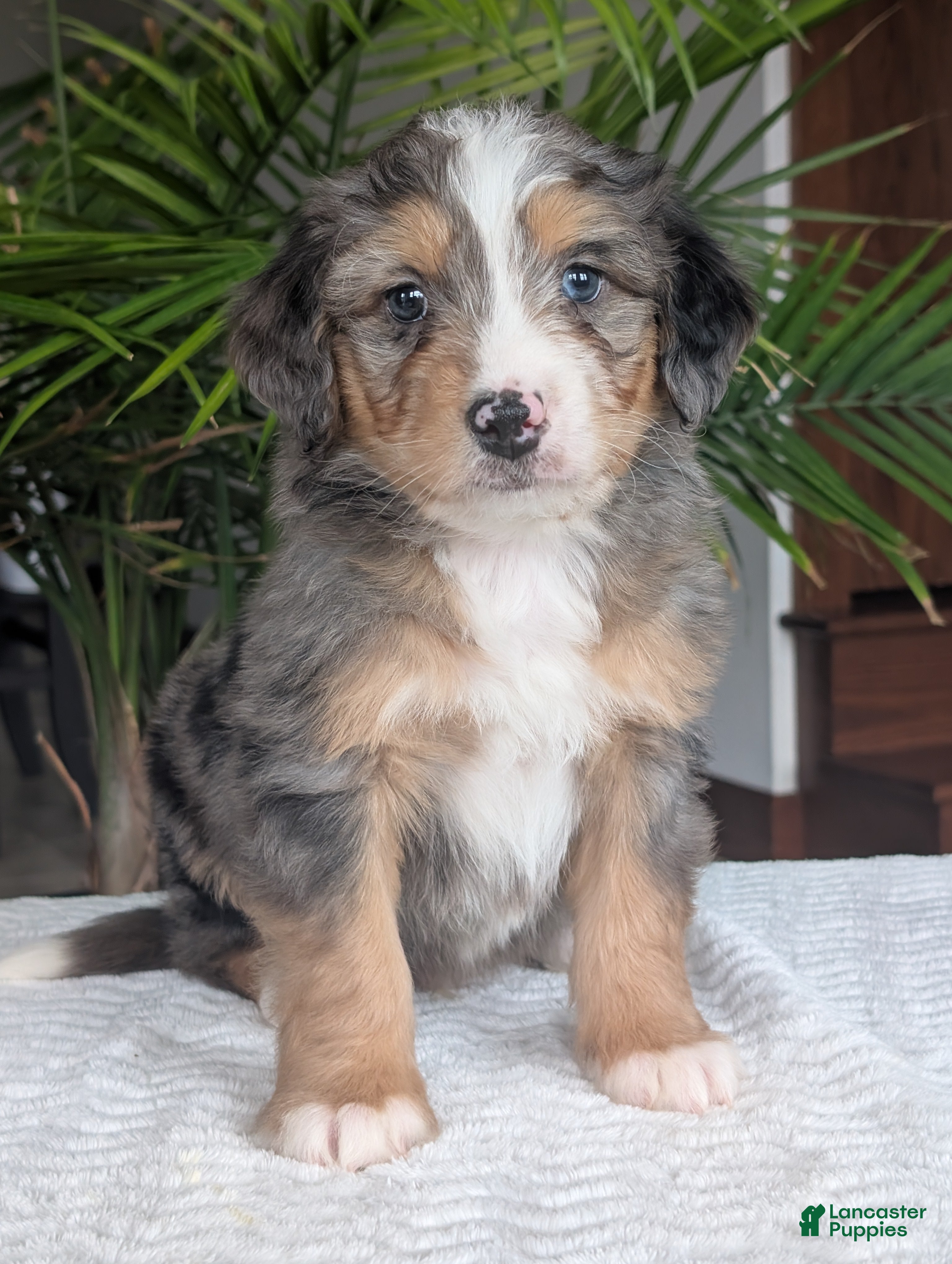 Mini Bernedoodle dogs Mini Niko  - Ad 2