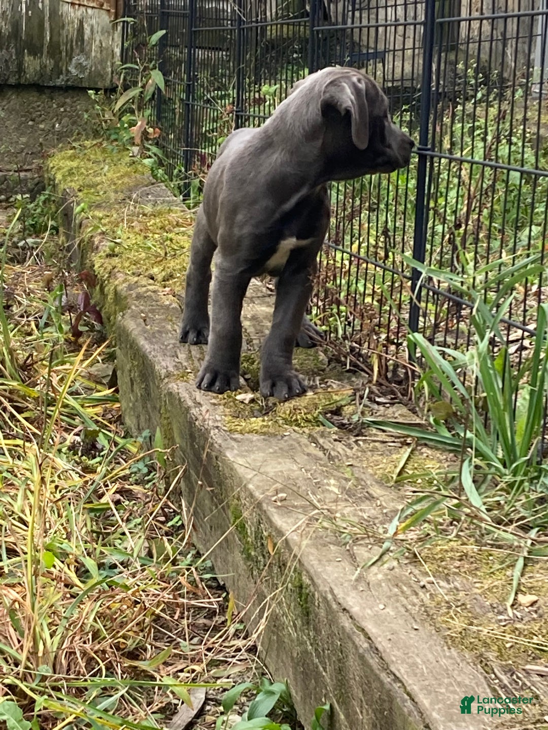 Cane Corso dogs for sale: Daffodil  - Ad 4