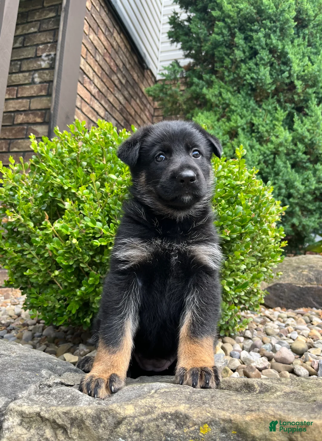 German Shepherd dogs for sale: Celia - Ad 1