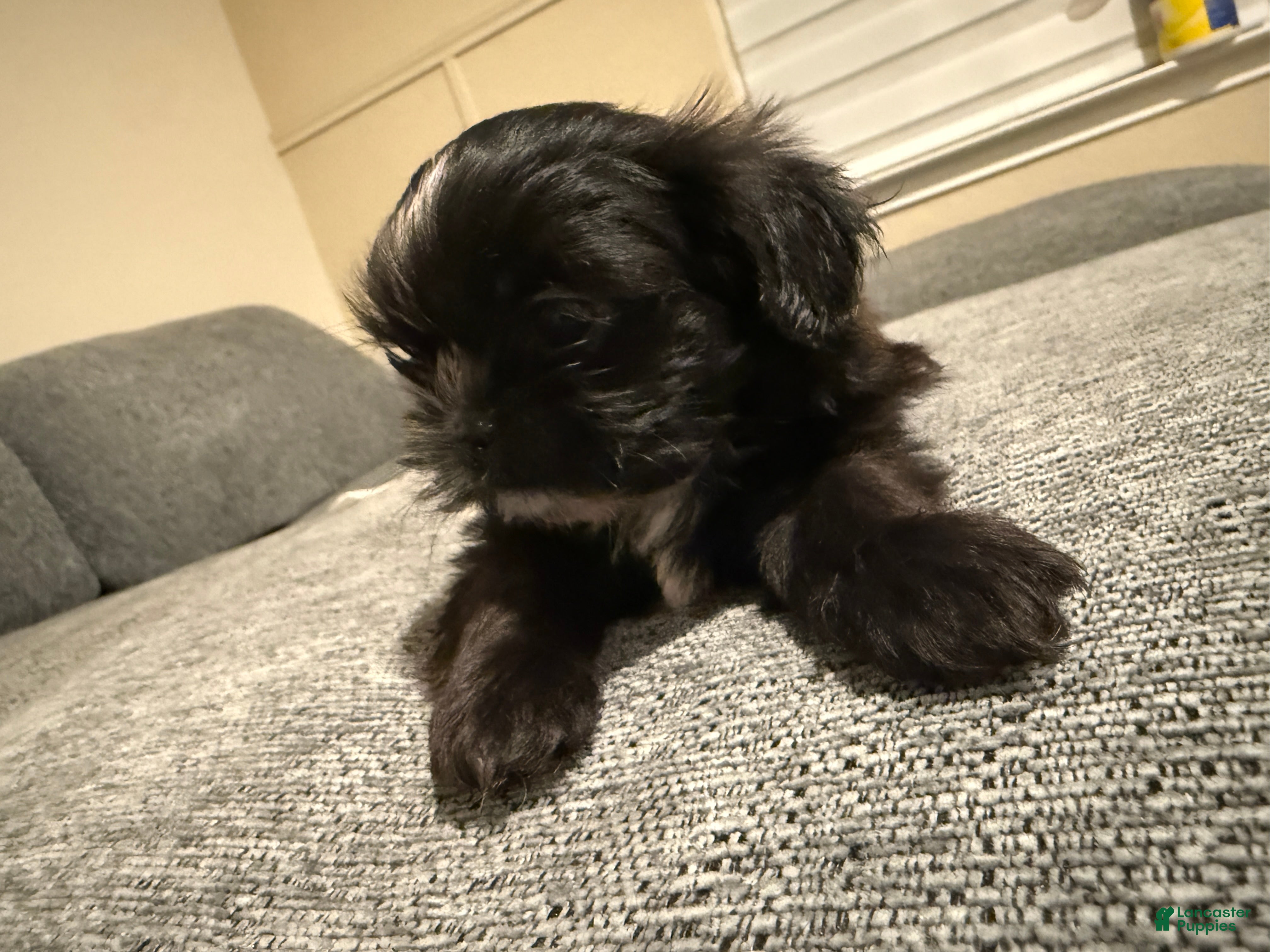 Shih Tzu dogs Shih Tzu Puppy 4 - Ad 1