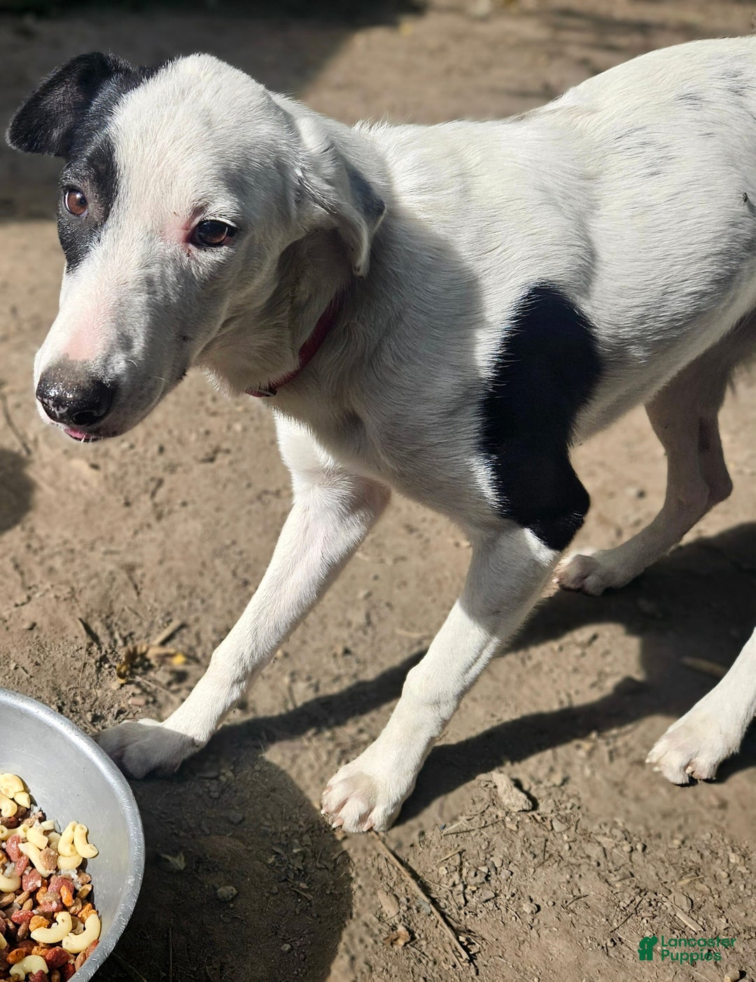 Border Collie dogs for sale: Dreami (Runt) - Ad 14