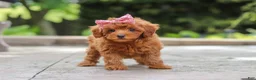 Maltipoo dogs for sale: Posie - Ad 3