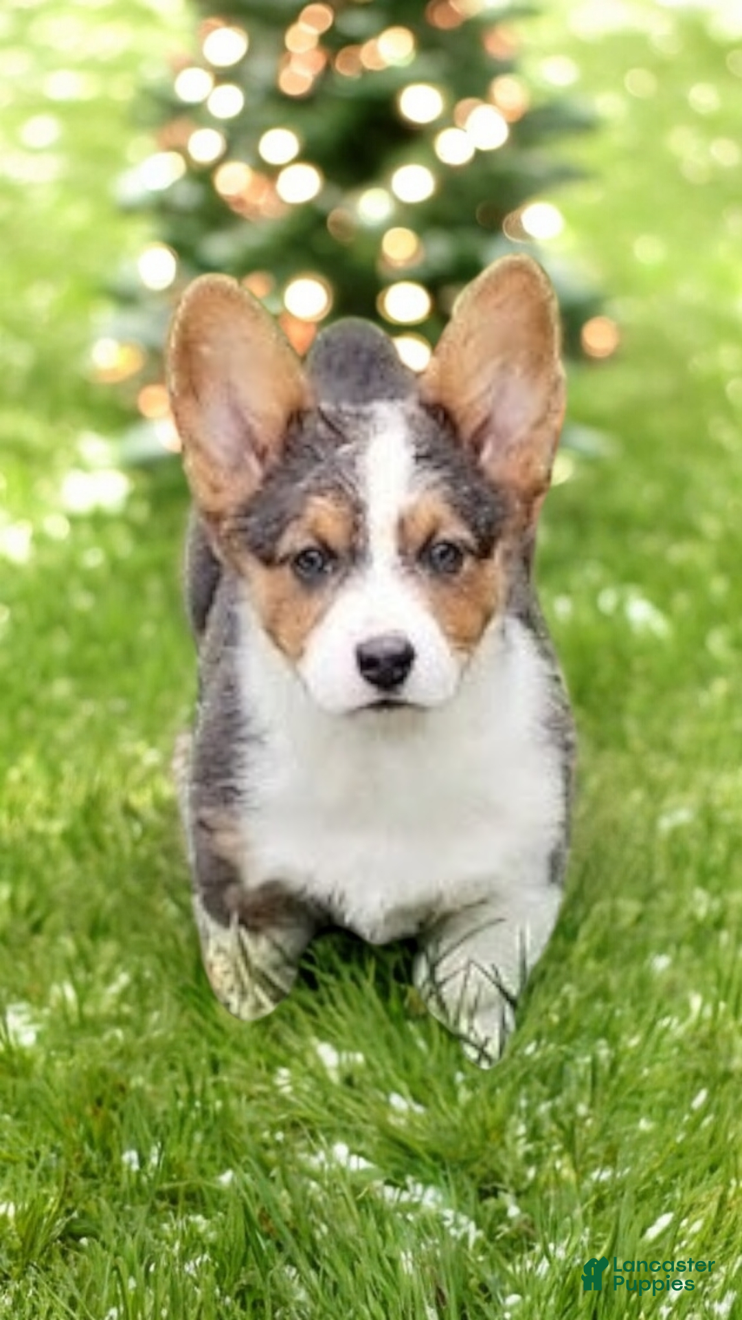 Welsh Corgi Pembroke dogs for sale: Axel Bluie - Ad 6
