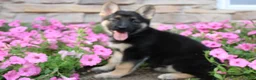 German Shepherd dogs for sale: Haven - Ad 5