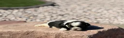 Shih Tzu dogs for sale: Bear - Ad 5