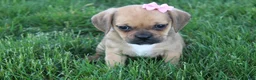 Puggle dogs for sale: Arvada  - Ad 4