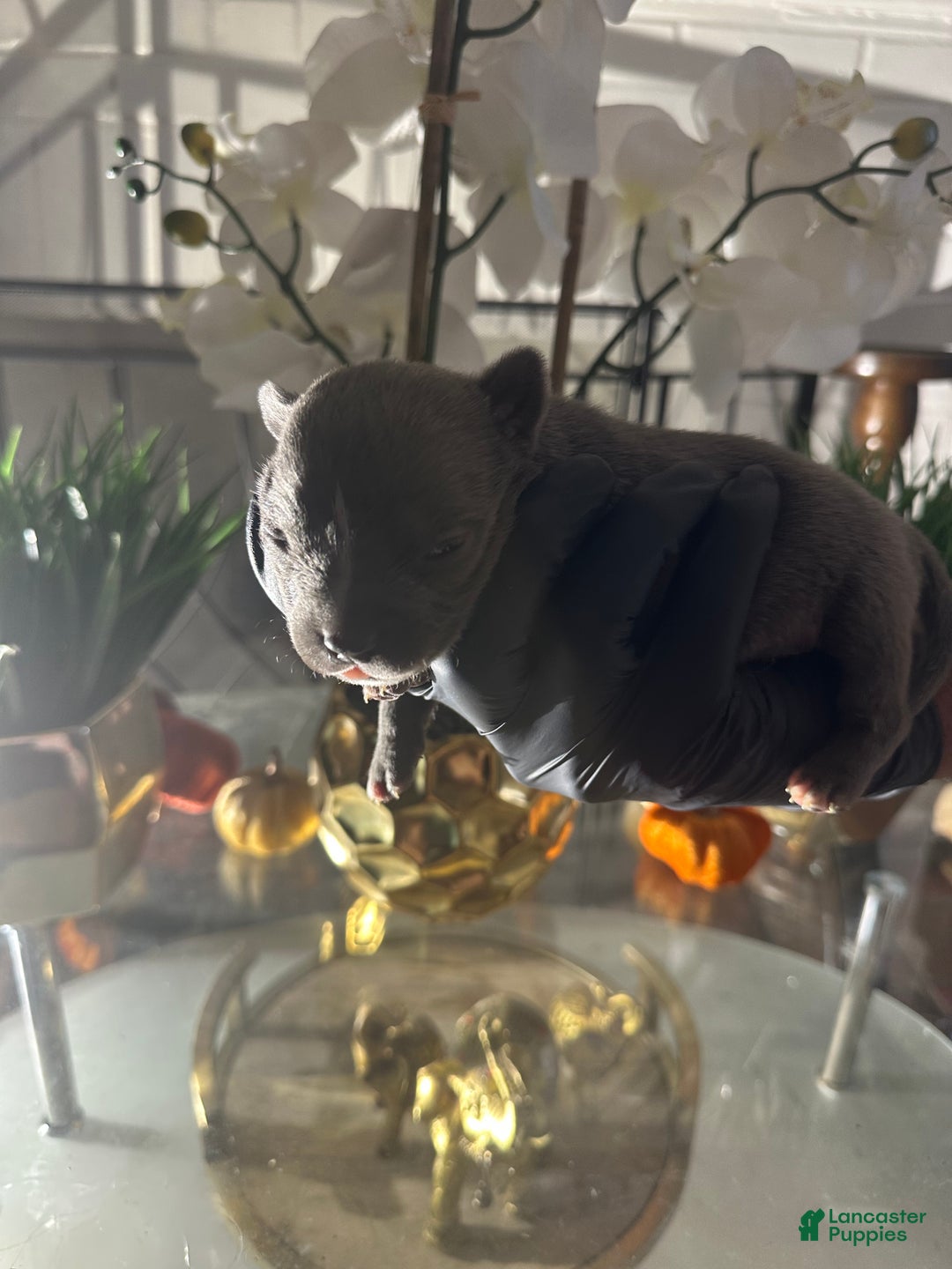 American Bully dogs for sale: American Bully Puppy 7 - Ad 8