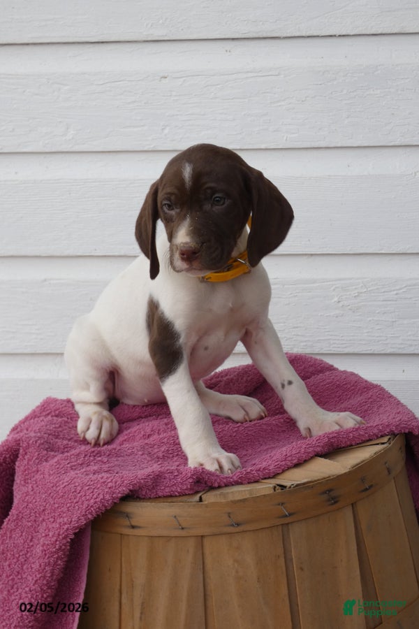 Mixed Breed dogs Lollie - Ad 5