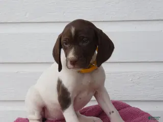 Mixed Breed dogs Lollie - Ad 26