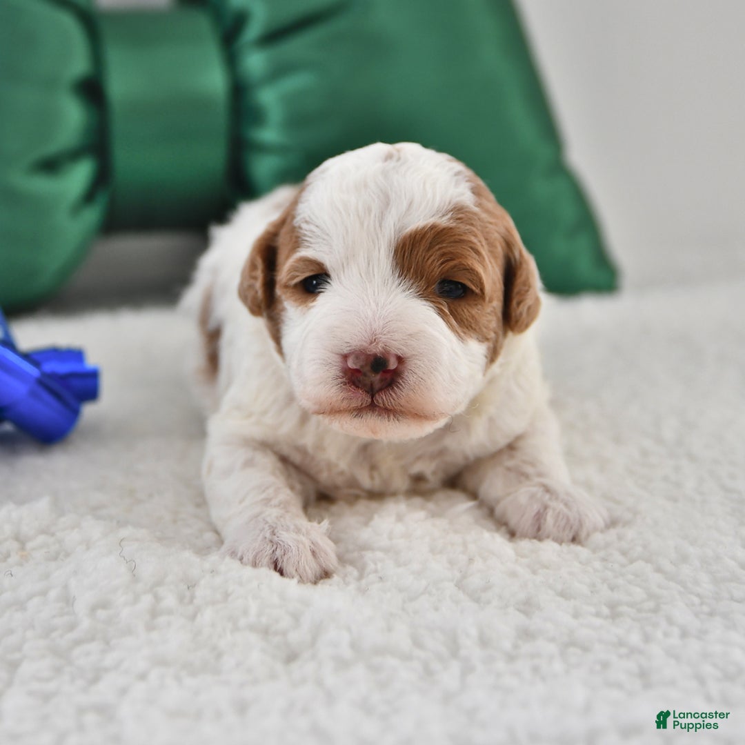 Mini Goldendoodle dogs for sale: Penny - Ad 1