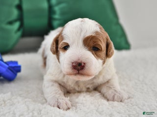 Mini Goldendoodle dogs Penny - Ad 40