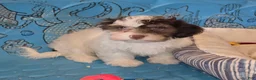 Havanese dogs for sale: Hank - Ad 3