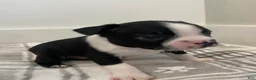 Boston Terrier dogs for sale: Boston Terrier Male 1 Puppy - Ad 3