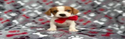 Mixed Breed dogs for sale: Dallas - Ad 9