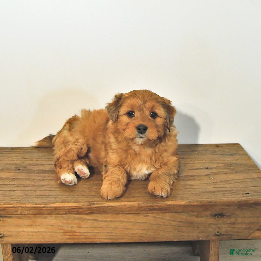 Mixed Breed dogs for sale: Ripley - Ad 4