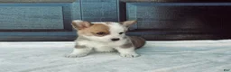Welsh Corgi Pembroke dogs for sale: David Welsh Corgi Pembroke Puppy  - Ad 3