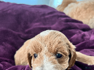 Mini Goldendoodle dogs - Ad 4