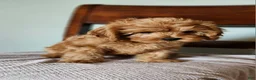Cavapoo dogs for sale: Hershey - Ad 24