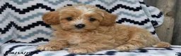 Shihpoo dogs for sale: Bailey - Ad 3