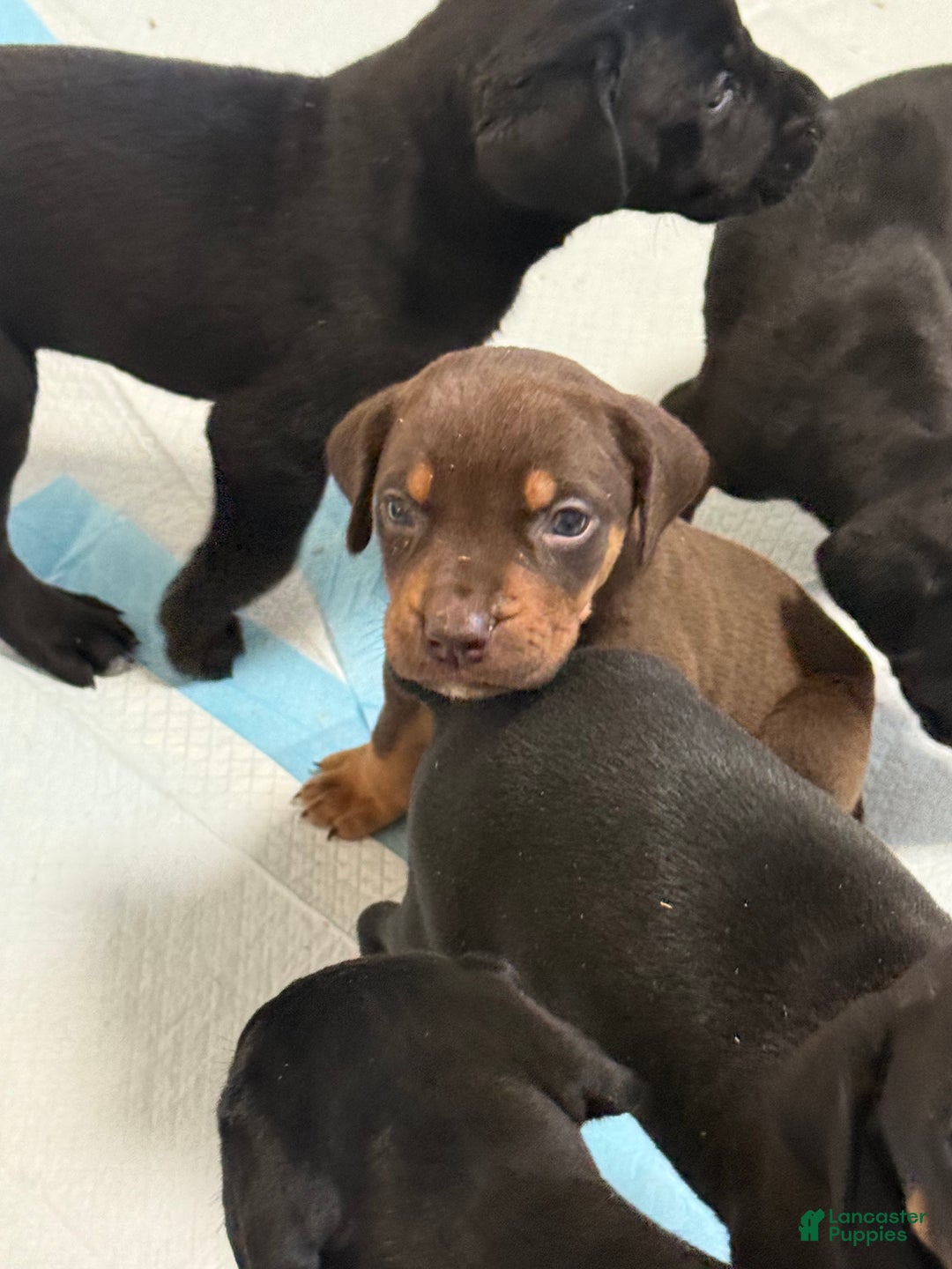 Mixed Breed dogs for sale: White - Ad 11