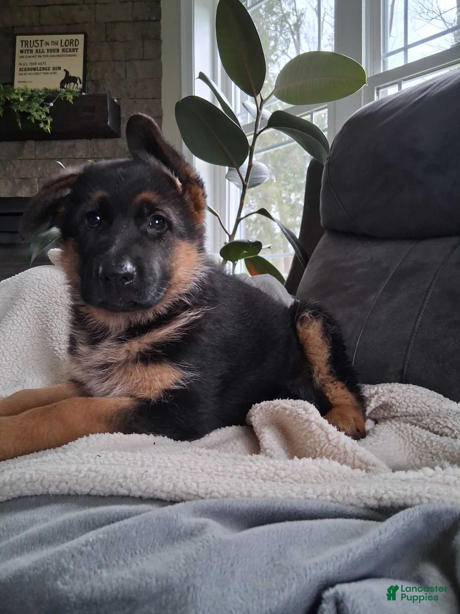 German Shepherd dogs Zara - Ad 2