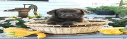 Labrador Retriever dogs for sale: Jaydon - Ad 1