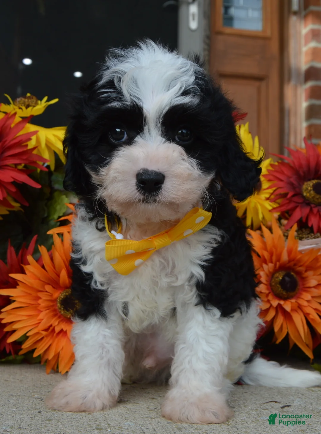 Cavapoo dogs for sale: Charlie - Ad 1