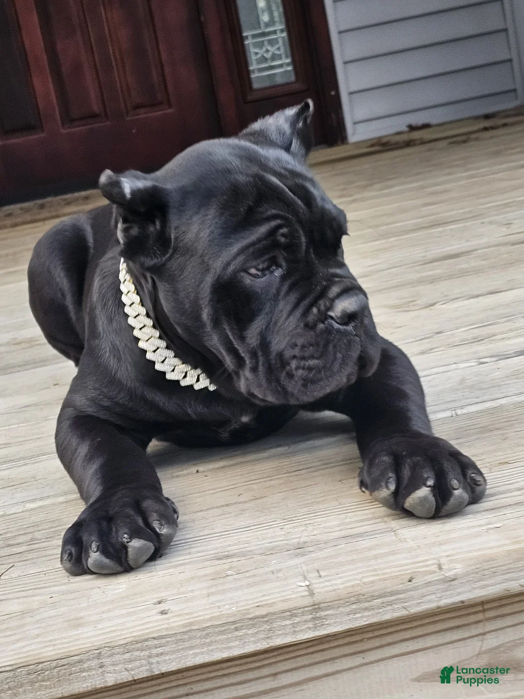 Cane Corso dogs for sale: ZEUS - Ad 20