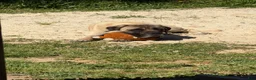 English Mastiff dogs for sale: echo  - Ad 4