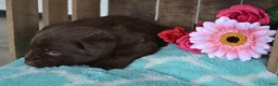 Labrador Retriever dogs for sale: Lilla - Ad 3