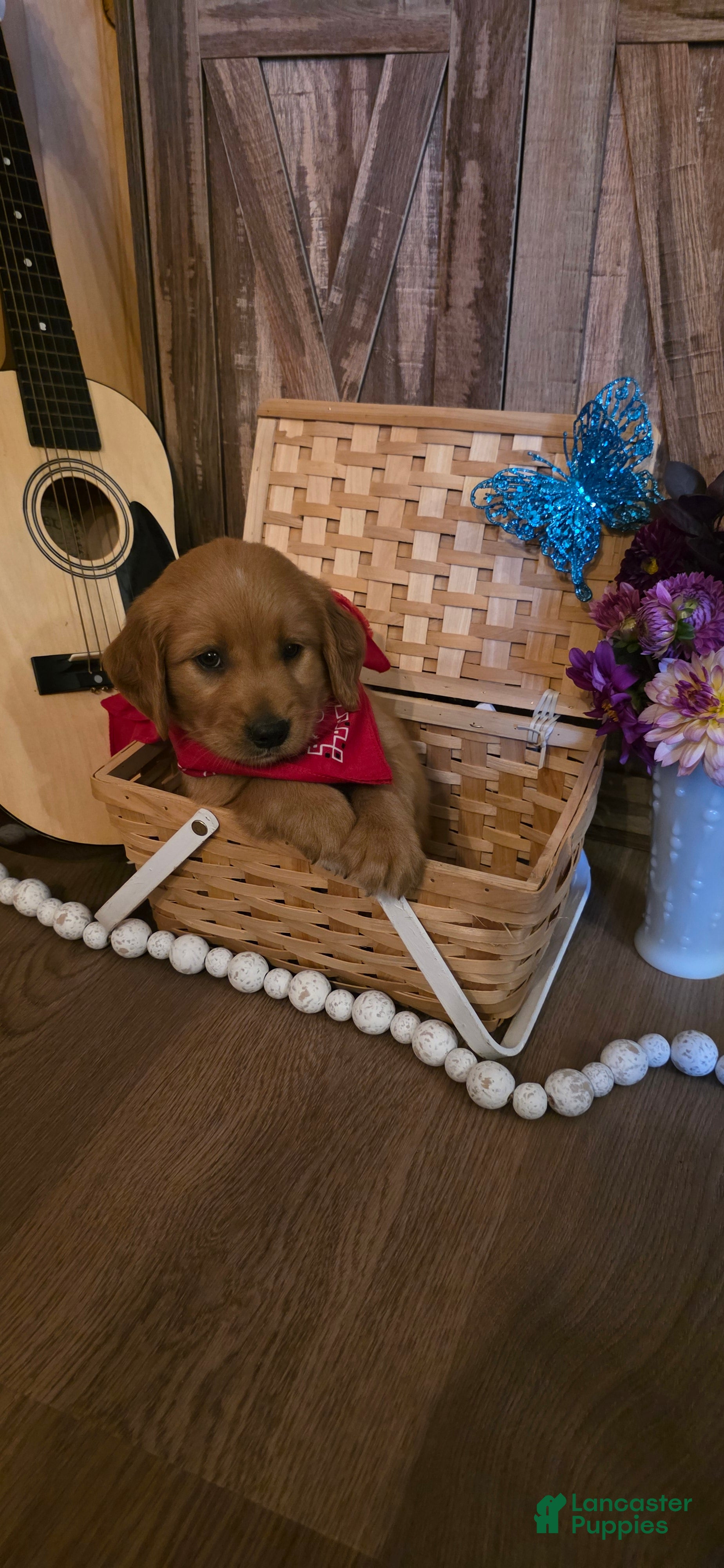 Golden Retriever dogs  Cooper  - Ad 1