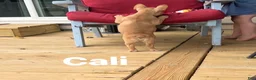 French Bulldog dogs for sale: CALI - Ad 5