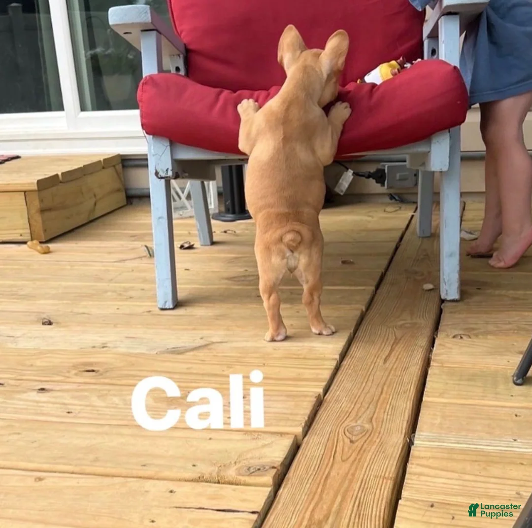 French Bulldog dogs for sale: CALI - Ad 5