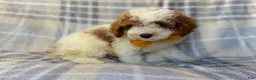 Cavapoo dogs for sale: Sarge - Ad 6