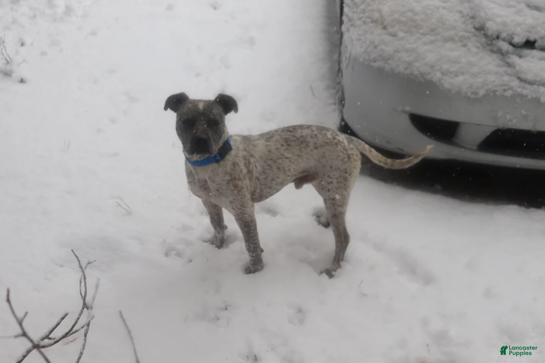 American Bully dogs for stud: Priest - Ad 4