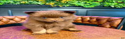 Pomsky dogs for sale: Spring - Ad 6