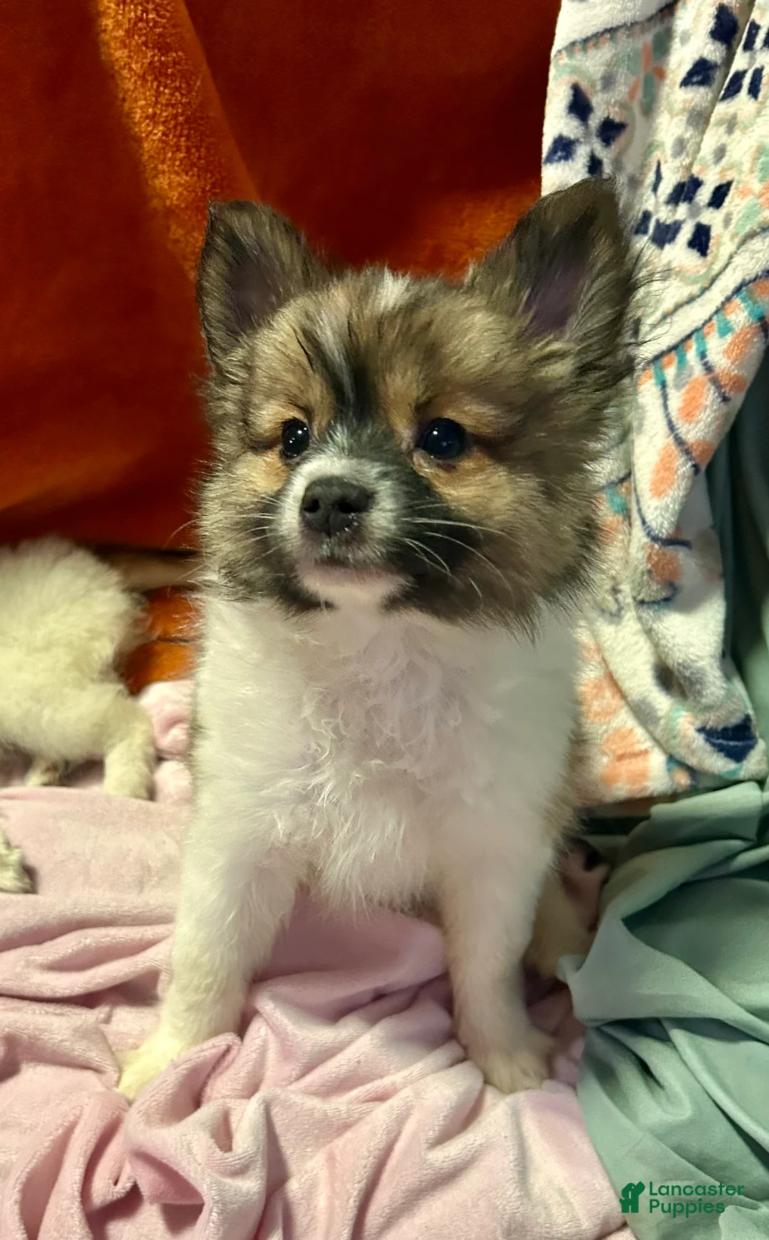 Mixed Breed dogs for sale: Buttons - Ad 1