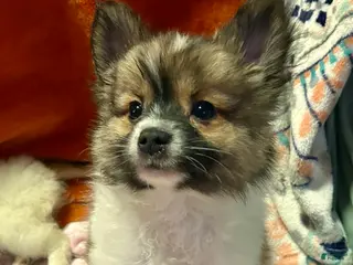 Mixed Breed dogs Buttons - Ad 5