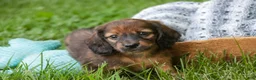 Miniature Dachshund dogs for sale: Annie Miniature Dachshund  - Ad 3